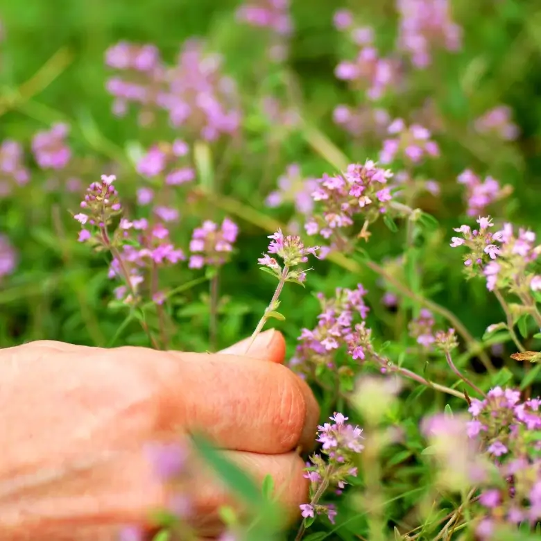 branje ljekovitog bilja